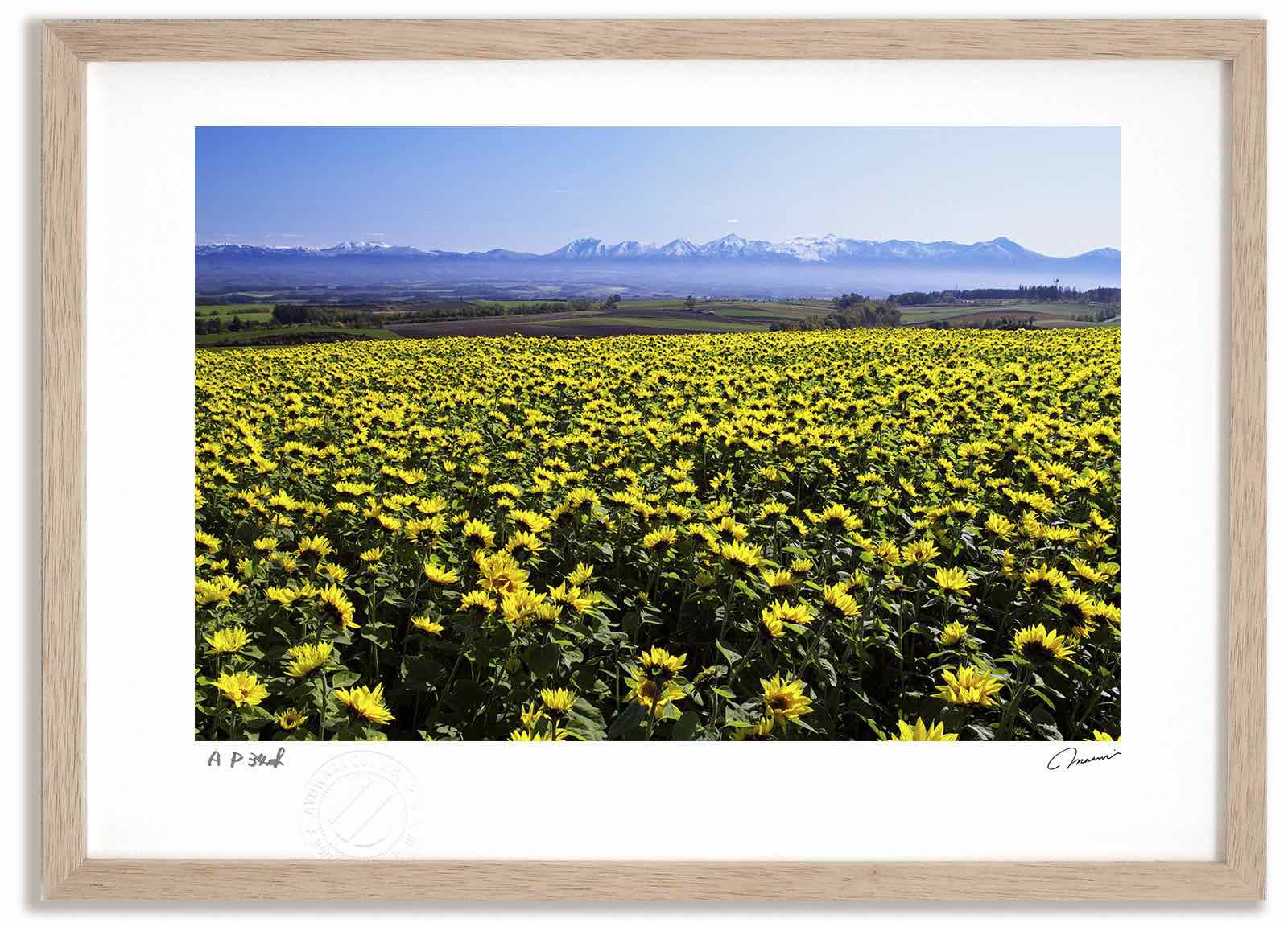 【スーパーSALE半額】アートフォト 絵画 ヒマワリと十勝岳連峰 高橋真澄/インテリア 額入り 額装込 風景画 油絵 ポスター アート アートパネル リビング ...