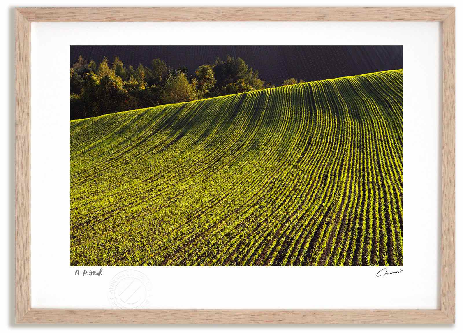 【スーパーSALE半額】アートフォト 絵画 夕日に光る畝1 高橋真澄/インテリア 額入り 額装込 風景画 油絵 ポスター アート アートパネル リビング 玄関 ...