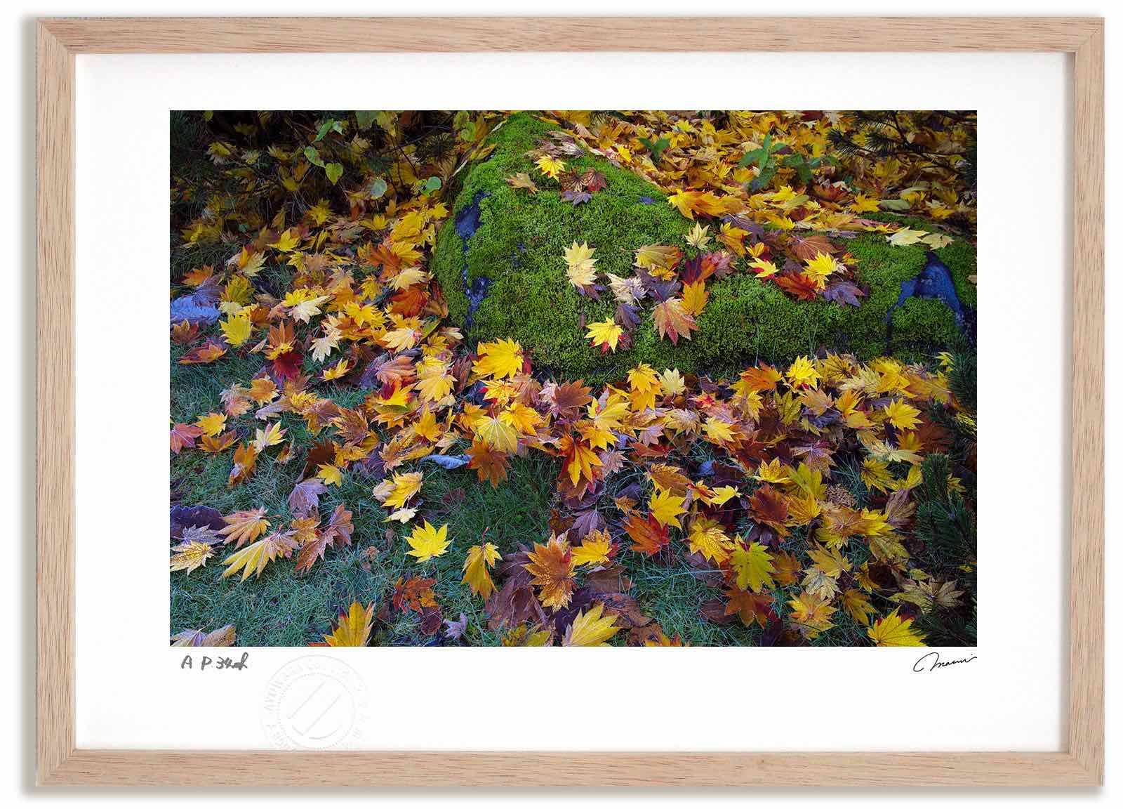 【スーパーSALE半額】アートフォト 絵画 霜がかる紅葉 高橋真澄/インテリア 額入り 額装込 風景画 油絵 ポスター アート アートパネル リビング 玄関 プ...