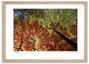 最大100%ポイントバック!限定抽選 アートフォト 絵画 紅葉と白樺の紅葉/中富良野町 高橋真澄/インテリア 額入り 額装込 風景画 油絵 ポスター アート ア...
