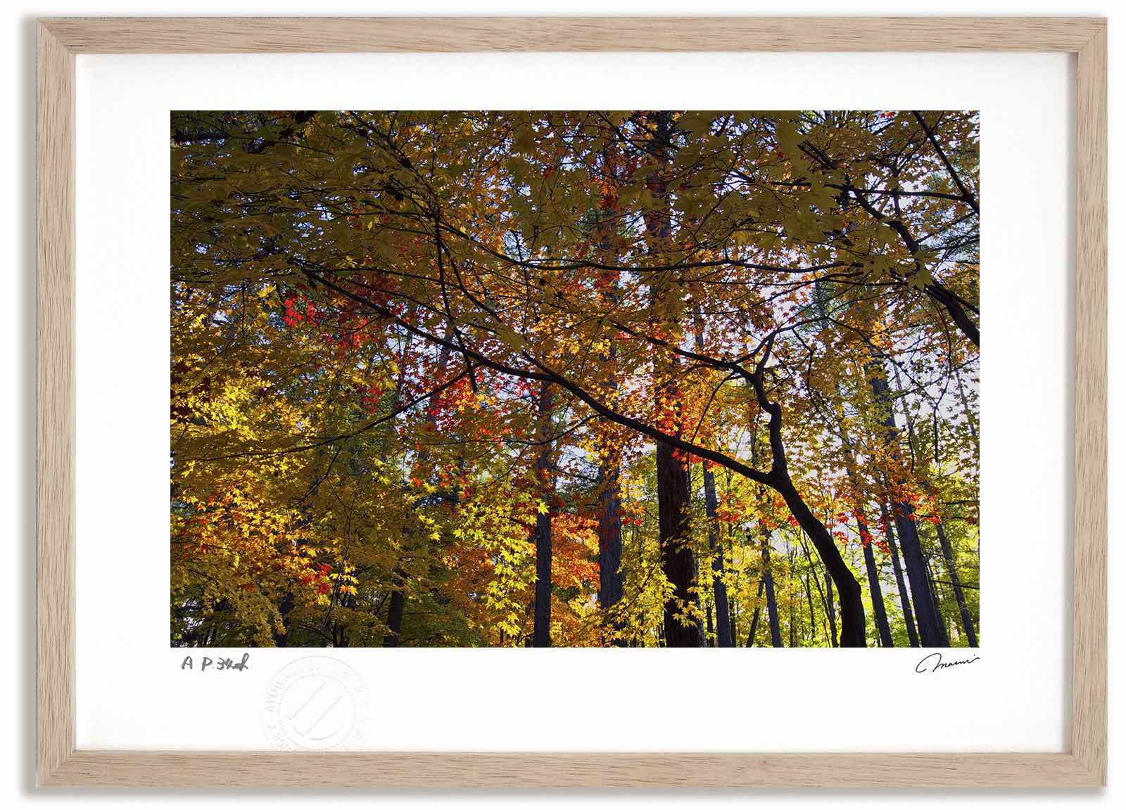 【スーパーSALE半額】アートフォト 絵画 紅葉16 高橋真澄/インテリア 額入り 額装込 風景画 油絵 ポスター アート アートパネル リビング 玄関 プレゼ...