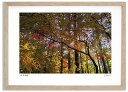最大100%ポイントバック!限定抽選 アートフォト 絵画 紅葉16 高橋真澄/インテリア 額入り 額装込 風景画 油絵 ポスター アート アートパネル リビング...