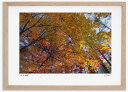 最大100%ポイントバック!限定抽選 アートフォト 絵画 紅葉18 高橋真澄/インテリア 額入り 額装込 風景画 油絵 ポスター アート アートパネル リビング...