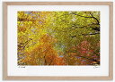 アートフォト 絵画 紅葉19 高橋真澄/インテリア 額入り 額装込 風景画 油絵 ポスター アート アートパネル リビング 玄関 プレゼント モダン アートフレーム 飾る おしゃれ 壁掛け 絵