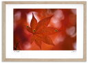 アートフォト 絵画 紅葉22 高橋真澄/インテリア 額入り 額装込 風景画 油絵 ポスター アート アートパネル リビング 玄関 プレゼント モダン アートフレーム 飾る おしゃれ 壁掛け 絵