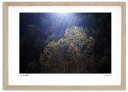 最大100%ポイントバック!限定抽選 アートフォト 絵画 輝く白樺 高橋真澄/インテリア 額入り 額装込 風景画 油絵 ポスター アート アートパネル リビング...