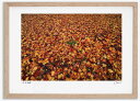 アートフォト 絵画 紅葉27/中富良野町 高橋真澄/インテリア 額入り 額装込 風景画 油絵 ポスター アート アートパネル リビング 玄関 プレゼント モダン アートフレーム 飾る おしゃれ 壁掛け 絵