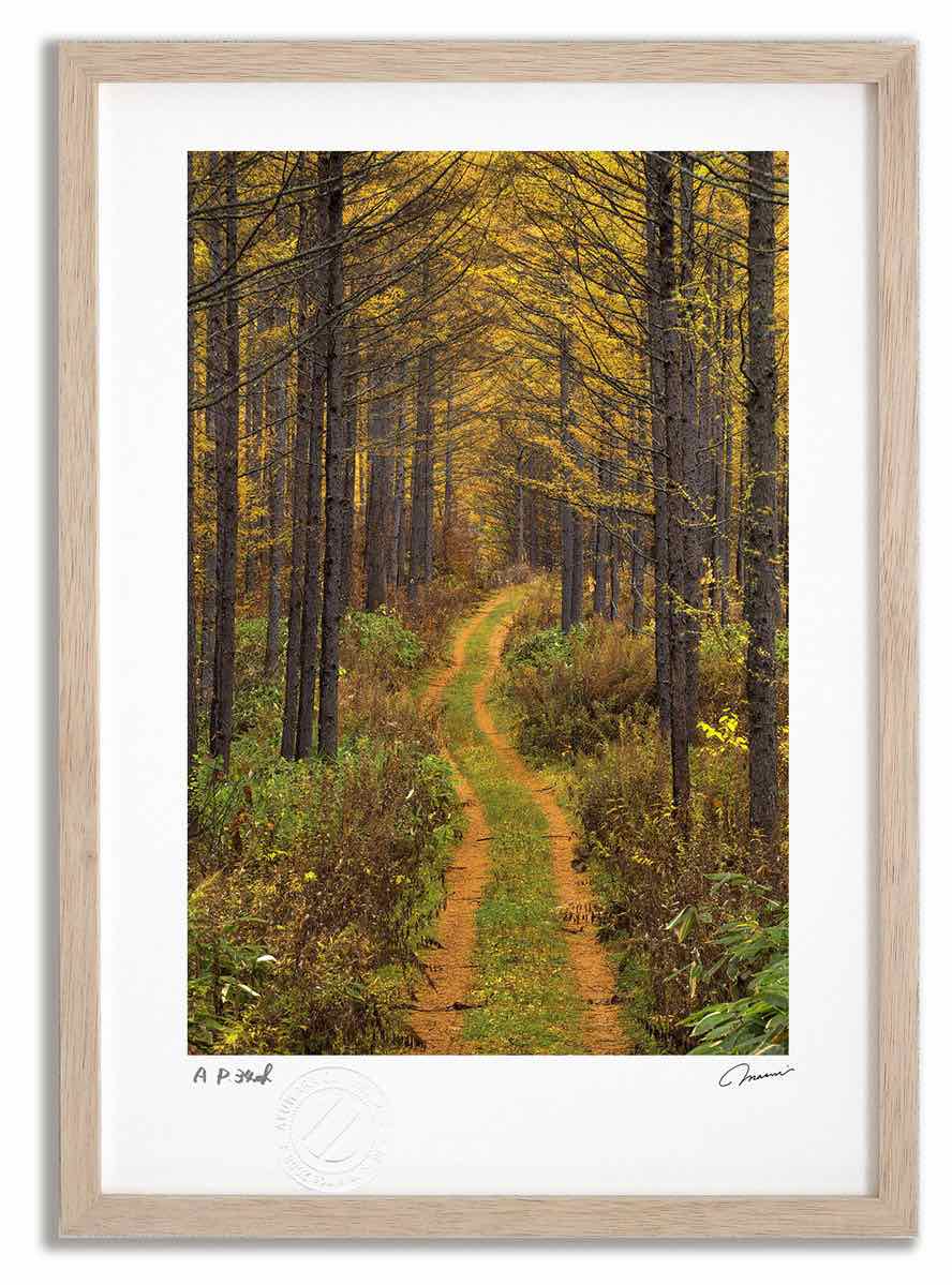 【スーパーSALE半額】アートフォト 絵画 ベスト 紅葉のから松林と道1 高橋真澄/インテリア 額入り 額装込 風景画 油絵 ポスター アート アートパネル リ...