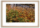 アートフォト 絵画 紅葉の鳥沼1 高橋真澄/インテリア 額入り 額装込 風景画 油絵 ポスター アート アートパネル リビング 玄関 プレゼント モダン アートフレーム 飾る おしゃれ 壁掛け 絵