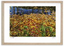 最大100%ポイントバック!限定抽選 アートフォト 絵画 紅葉の鳥沼2 高橋真澄/インテリア 額入り 額装込 風景画 油絵 ポスター アート アートパネル リビ...