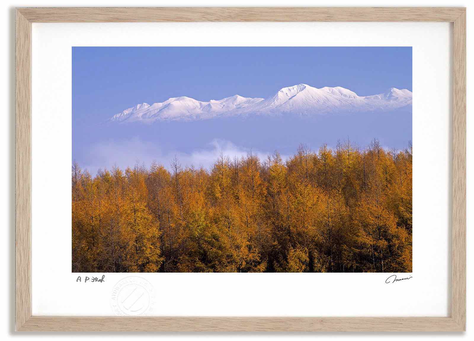 【スーパーSALE半額】アートフォト 絵画 カラマツと大雪山 高橋真澄/インテリア 額入り 額装込 風景画 油絵 ポスター アート アートパネル リビング 玄関...