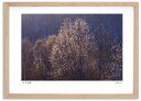 アートフォト 絵画 光るねこやなぎ1 高橋真澄/インテリア 額入り 額装込 風景画 油絵 ポスター アート アートパネル リビング 玄関 プレゼント モダン アートフレーム 飾る おしゃれ 壁掛け 絵