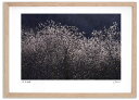 アートフォト 絵画 ねこやなぎ14 高橋真澄/インテリア 額入り 額装込 風景画 油絵 ポスター アート アートパネル リビング 玄関 プレゼント モダン アートフレーム 飾る おしゃれ 壁掛け 絵