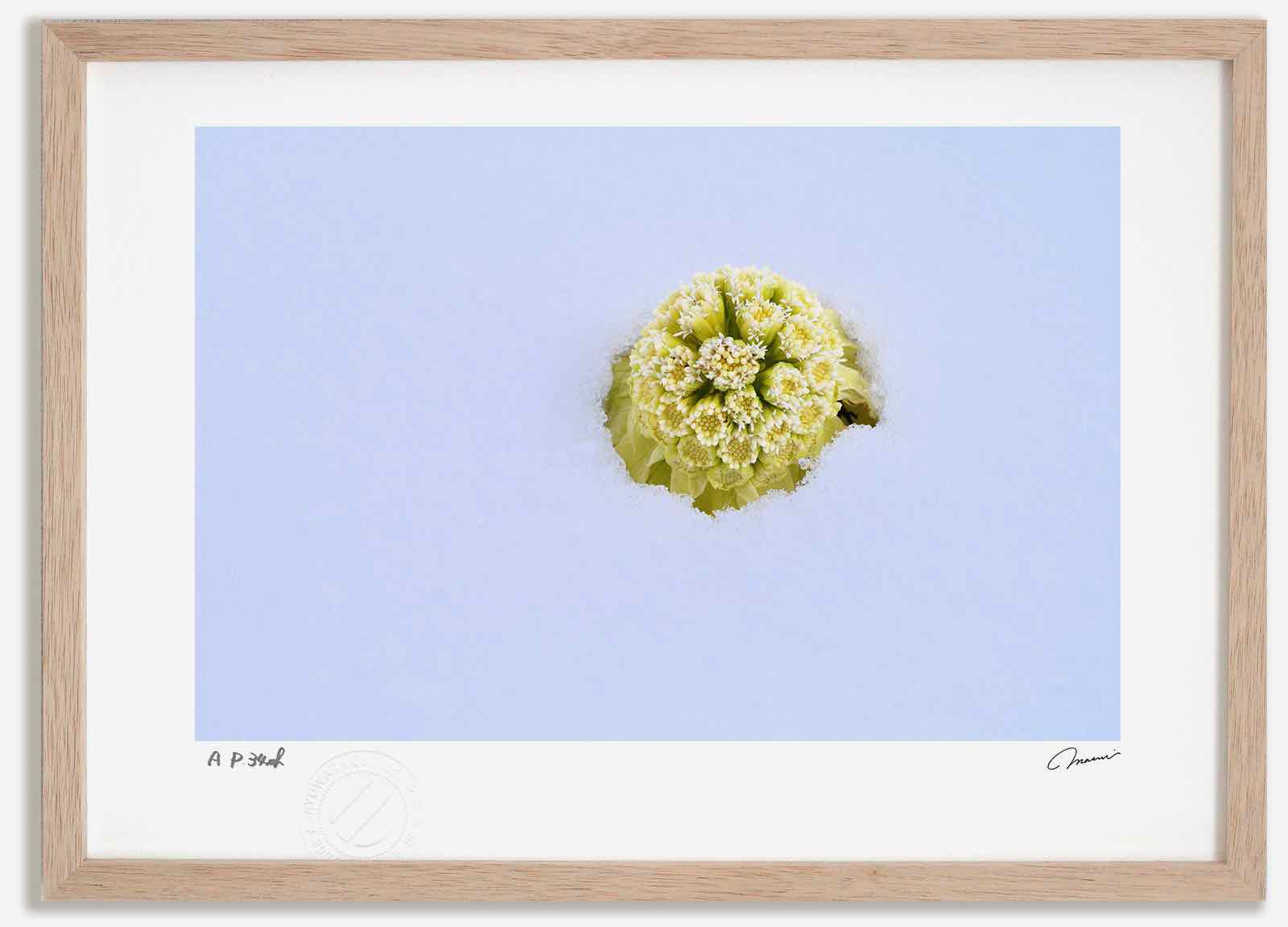 【スーパーSALE半額】アートフォト 絵画 ふきのとう 高橋真澄/インテリア 額入り 額装込 風景画 油絵 ポスター アート アートパネル リビング 玄関 プレ...