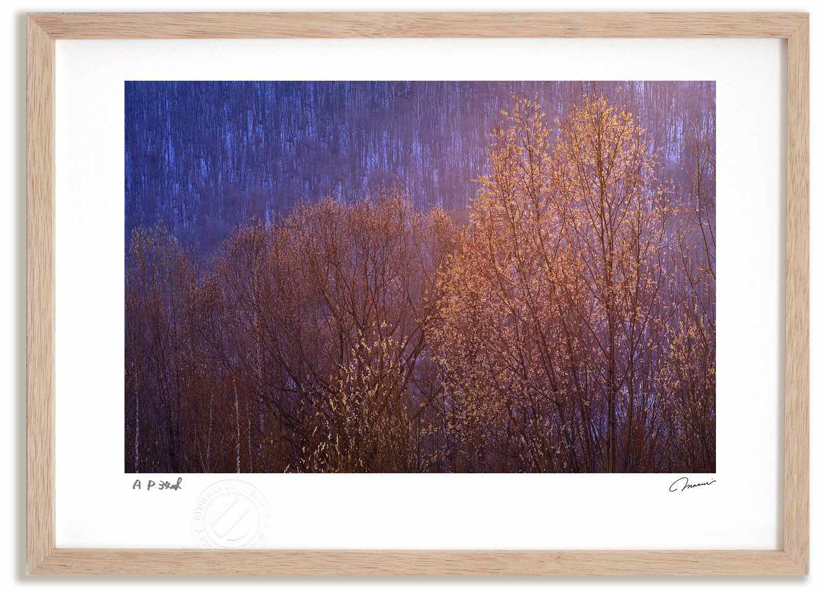 【スーパーSALE半額】アートフォト 絵画 夕日に光るねこやなぎ2 高橋真澄/インテリア 額入り 額装込 風景画 油絵 ポスター アート アートパネル リビング...