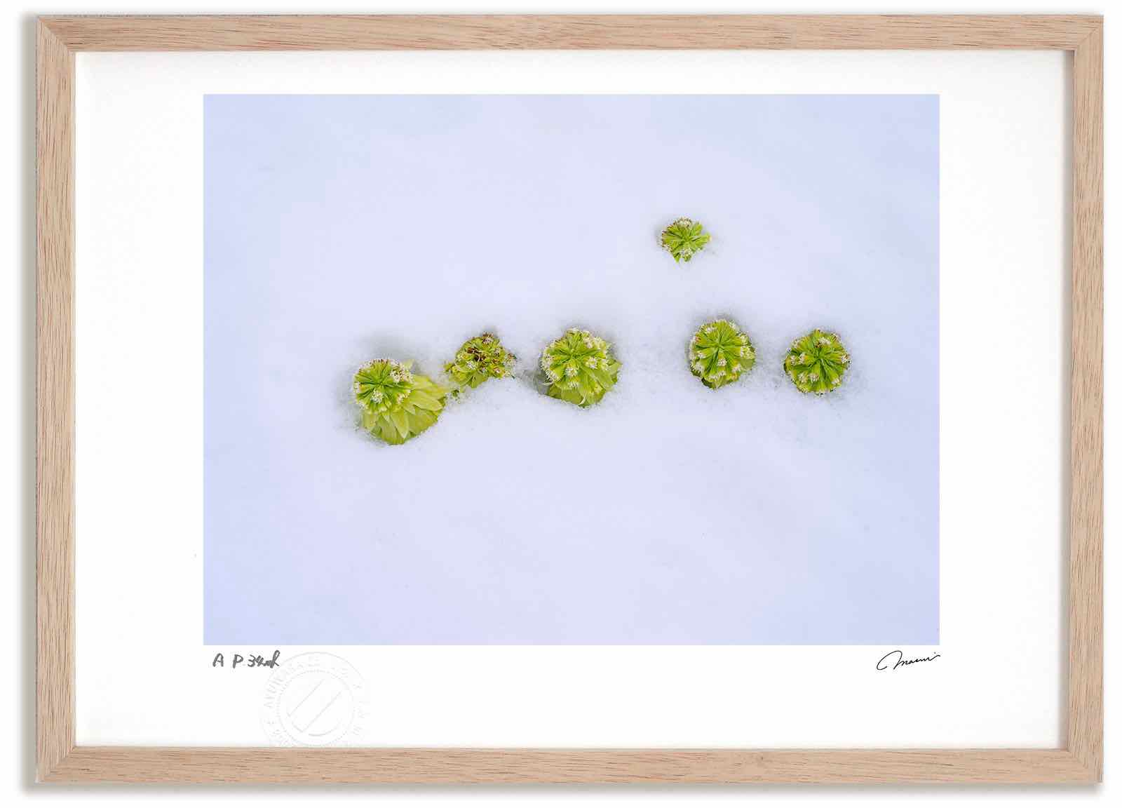 【スーパーSALE半額】アートフォト 絵画 ふきのとう5 高橋真澄/インテリア 額入り 額装込 風景画 油絵 ポスター アート アートパネル リビング 玄関 プ...