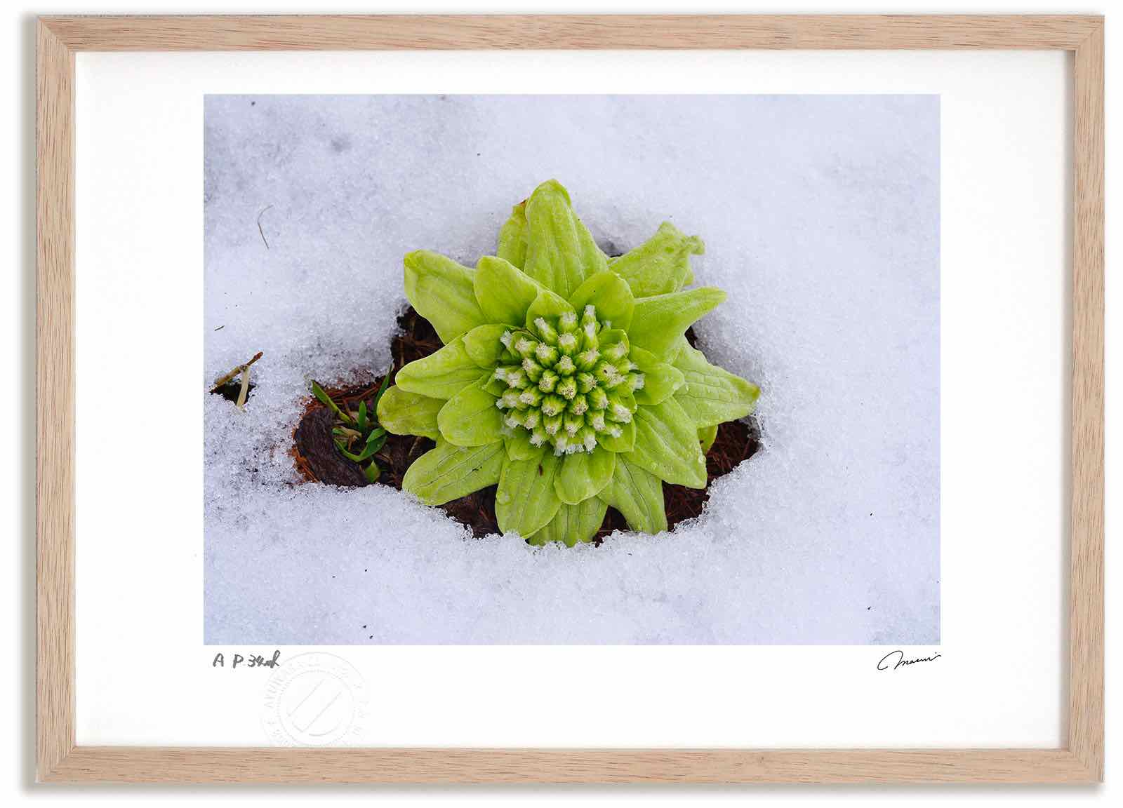 【スーパーSALE半額】アートフォト 絵画 ふきのとう7 高橋真澄/インテリア 額入り 額装込 風景画 油絵 ポスター アート アートパネル リビング 玄関 プ...