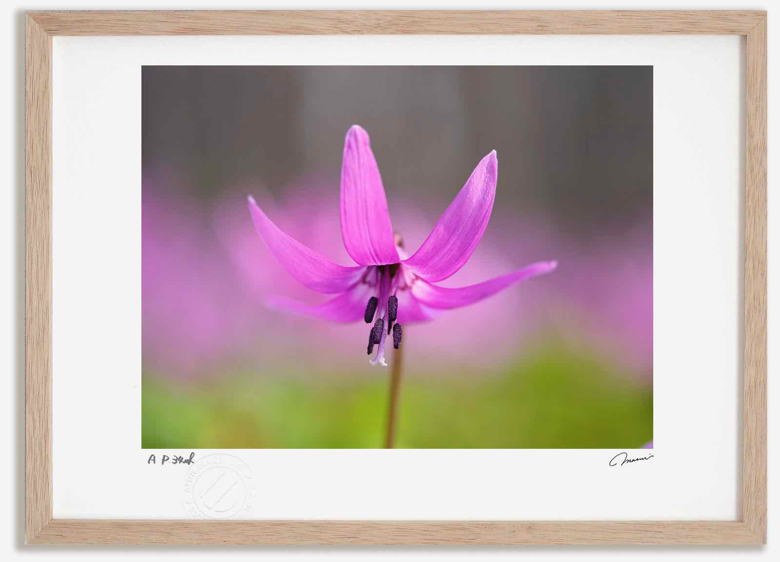 【スーパーSALE半額】アートフォト 絵画 カタクリ9 高橋真澄/インテリア 額入り 額装込 風景画 油絵 ポスター アート アートパネル リビング 玄関 プレ...