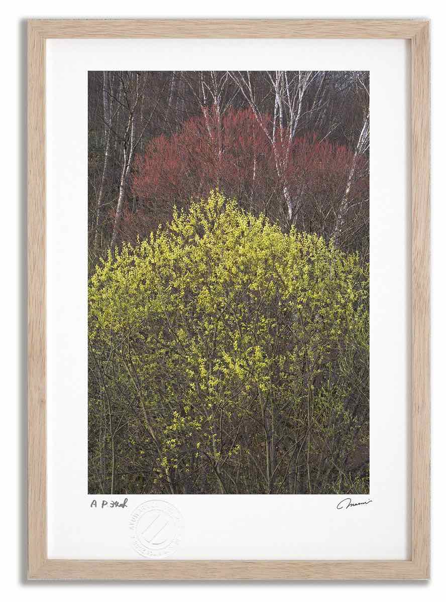 【スーパーSALE半額】アートフォト 絵画 ねこやなぎ21 高橋真澄/インテリア 額入り 額装込 風景画 油絵 ポスター アート アートパネル リビング 玄関 ...