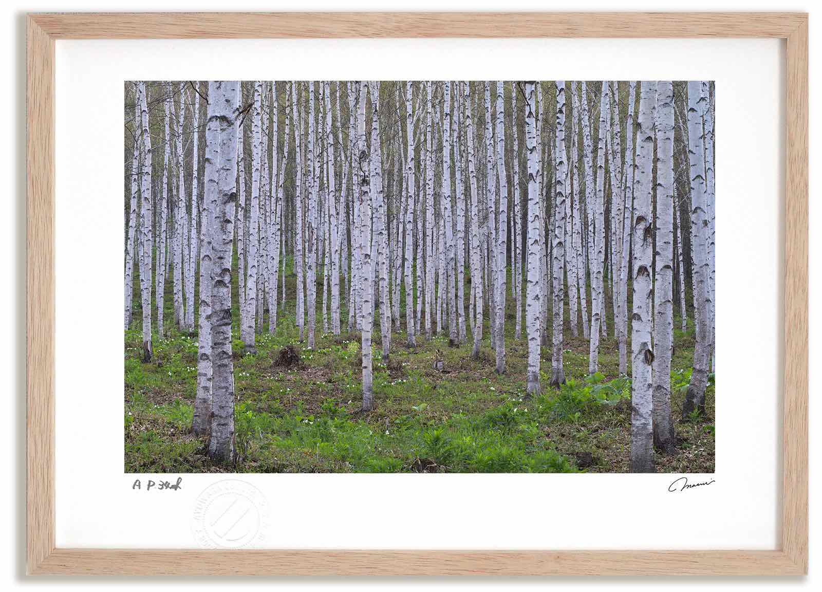 【スーパーSALE半額】アートフォト 絵画 白樺3 高橋真澄/インテリア 額入り 額装込 風景画 油絵 ポスター アート アートパネル リビング 玄関 プレゼン...