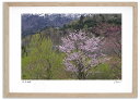 アートフォト 絵画 エゾヤマザクラ/芦別市 高橋真澄/インテリア 額入り 額装込 風景画 油絵 ポスター アート アートパネル リビング 玄関 プレゼント モダ...