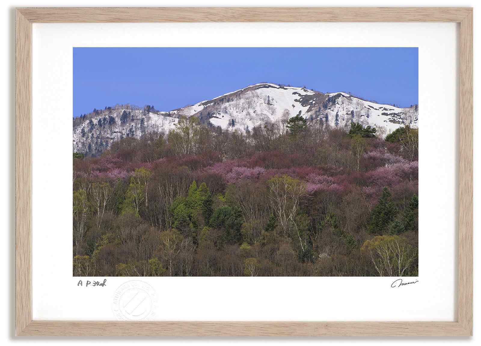【スーパーSALE半額】アートフォト 絵画 残雪と桜1 高橋真澄/インテリア 額入り 額装込 風景画 油絵 ポスター アート アートパネル リビング 玄関 プレ...