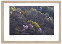 最大100%ポイントバック!限定抽選 アートフォト 絵画 桜と新緑1 高橋真澄/インテリア 額入り 額装込 風景画 油絵 ポスター アート アートパネル リビン...
