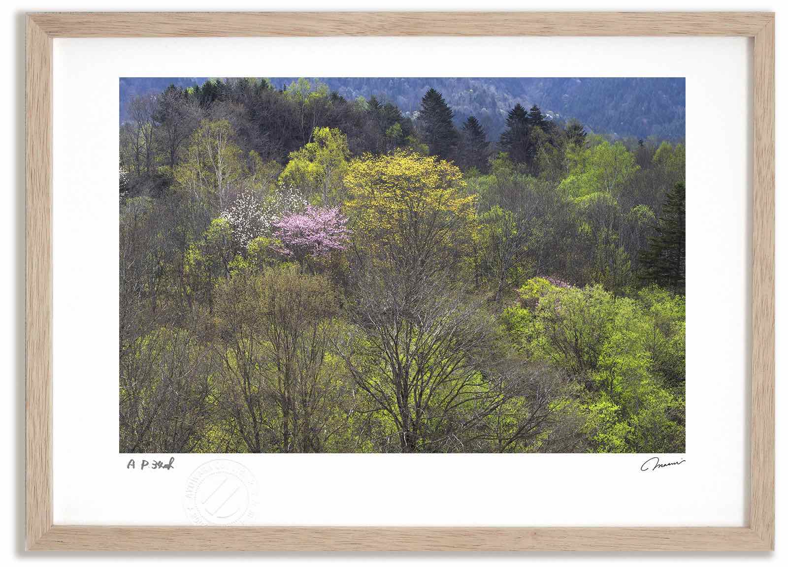 アートフォト 絵画 新緑と桜5/芦別市 高橋真澄/インテリア 額入り 額装込 風景画 油絵 ポスター アート アートパネル リビング 玄関 プレゼント モダン アートフレーム 飾る おしゃれ 壁掛け 絵