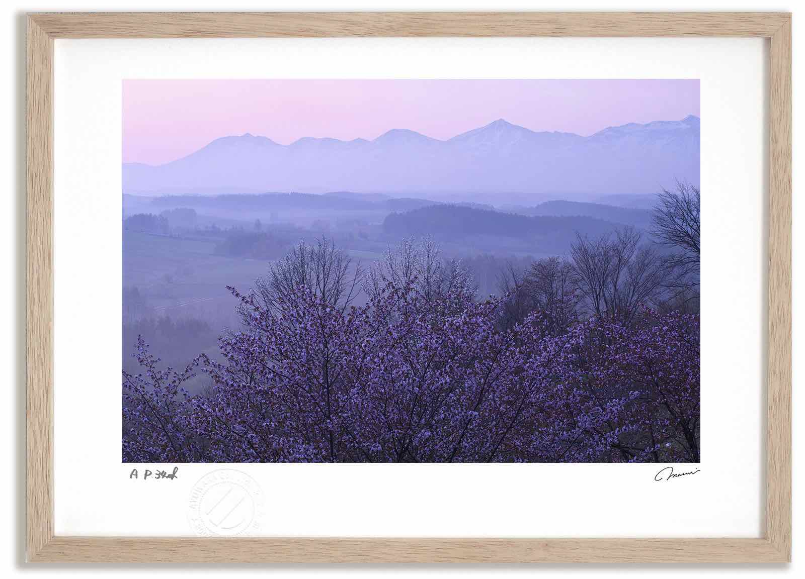 【スーパーSALE半額】アートフォト 絵画 朝のさくら1 高橋真澄/インテリア 額入り 額装込 風景画 油絵 ポスター アート アートパネル リビング 玄関 プ...