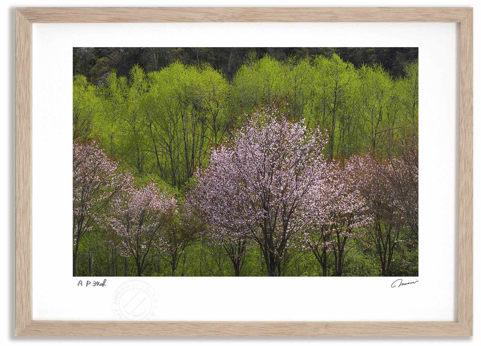 アートフォト 絵画 新緑と桜10 高橋真澄/インテリア 額入り 額装込 風景画 油絵 ポスター アート アートパネル リビング 玄関 プレゼント モダン アートフレーム 飾る Mサイズ おしゃれ 壁掛け 絵