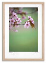 最大100%ポイントバック!限定抽選 アートフォト 絵画 桜16 高橋真澄/インテリア 額入り 額装込 風景画 油絵 ポスター アート アートパネル リビング ...