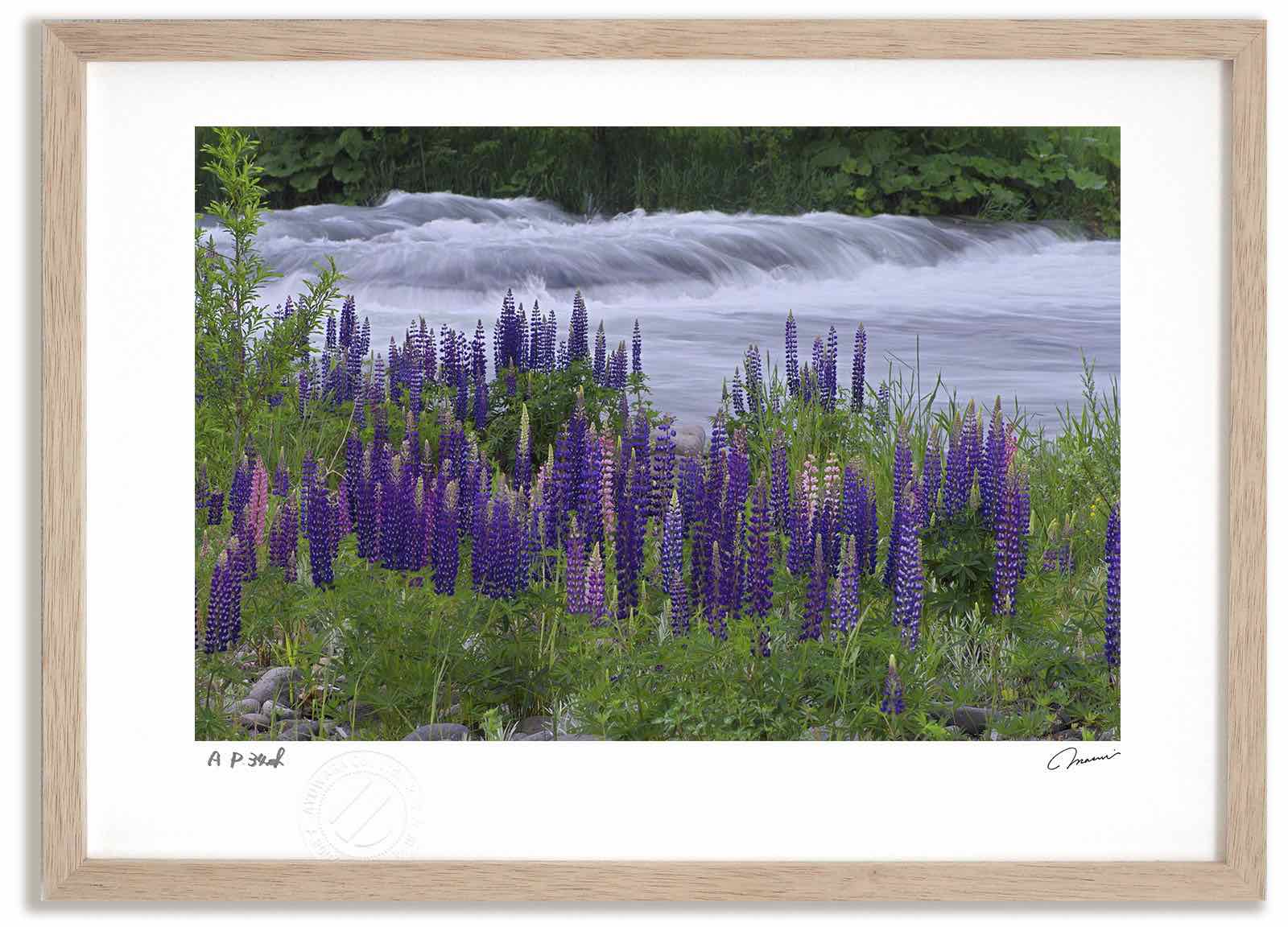 【スーパーSALE半額】アートフォト 絵画 ルピナス2/東神楽町 高橋真澄/インテリア 額入り 額装込 風景画 油絵 ポスター アート アートパネル リビング ...