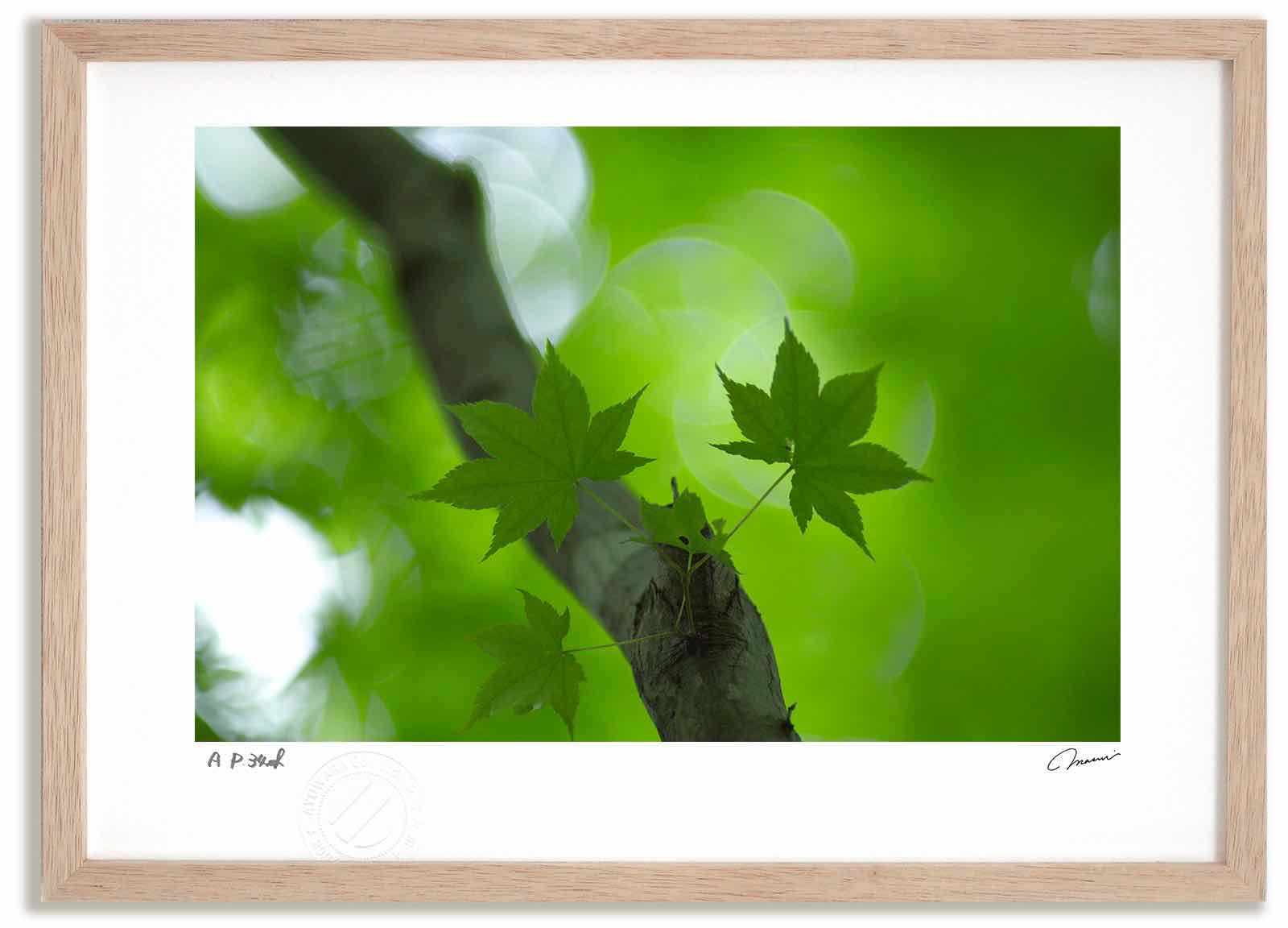 【スーパーSALE半額】アートフォト 絵画 緑4 高橋真澄/インテリア 額入り 額装込 風景画 油絵 ポスター アート アートパネル リビング 玄関 プレゼント...