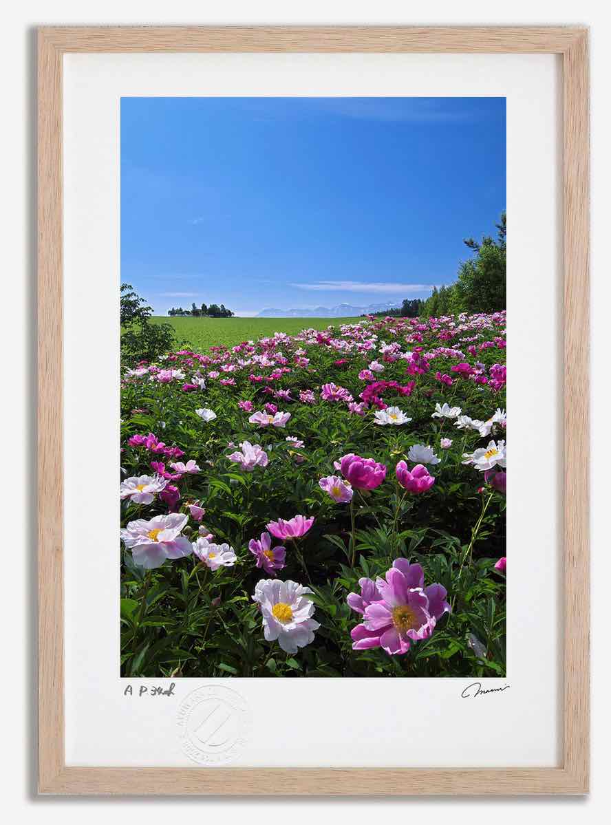 【スーパーSALE半額】アートフォト 絵画 シャクヤクの花1 高橋真澄/インテリア 額入り 額装込 風景画 油絵 ポスター アート アートパネル リビング 玄関...