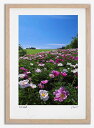 最大100%ポイントバック!限定抽選 アートフォト 絵画 シャクヤクの花1 高橋真澄/インテリア 額入り 額装込 風景画 油絵 ポスター アート アートパネル ...