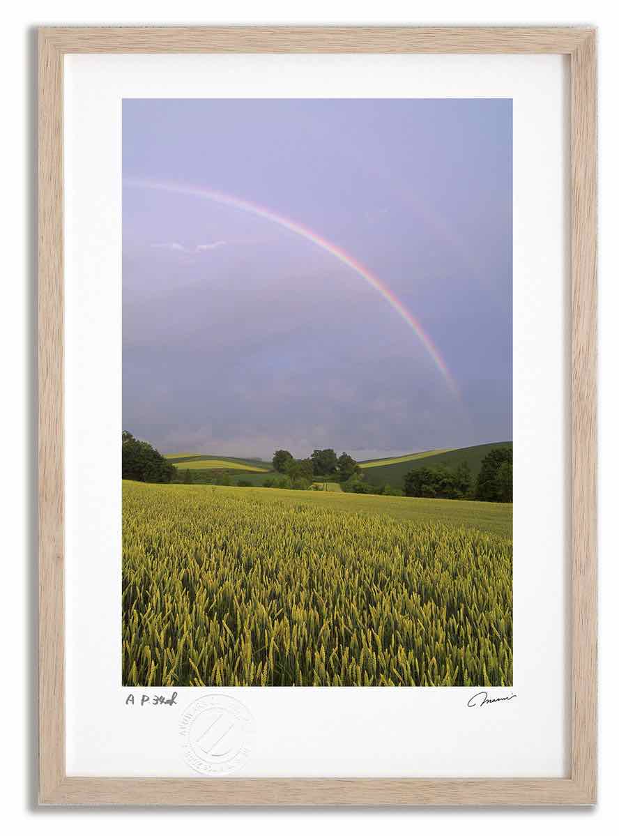 【スーパーSALE半額】アートフォト 絵画 麦畑と虹1 高橋真澄/インテリア 額入り 額装込 風景画 油絵 ポスター アート アートパネル リビング 玄関 プレ...