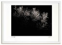 最大100%ポイントバック!限定抽選 アートフォト 絵画 すすき3 高橋真澄/インテリア 額入り 額装込 風景画 油絵 ポスター アート アートパネル リビング...