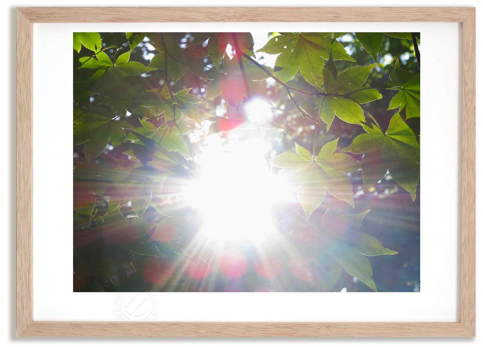 【スーパーSALE半額】アートフォト 絵画 陽光/中富良野町 高橋真澄/インテリア 額入り 額装込 風景画 油絵 ポスター アート アートパネル リビング 玄関...