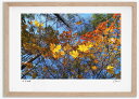 アートフォト 絵画 紅葉37 高橋真澄/インテリア 額入り 額装込 風景画 油絵 ポスター アート アートパネル リビング 玄関 プレゼント モダン アートフレーム 飾る おしゃれ 壁掛け 絵
