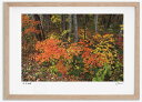 アートフォト 絵画 紅葉40 高橋真澄/インテリア 額入り 額装込 風景画 油絵 ポスター アート アートパネル リビング 玄関 プレゼント モダン アートフレーム 飾る おしゃれ 壁掛け 絵