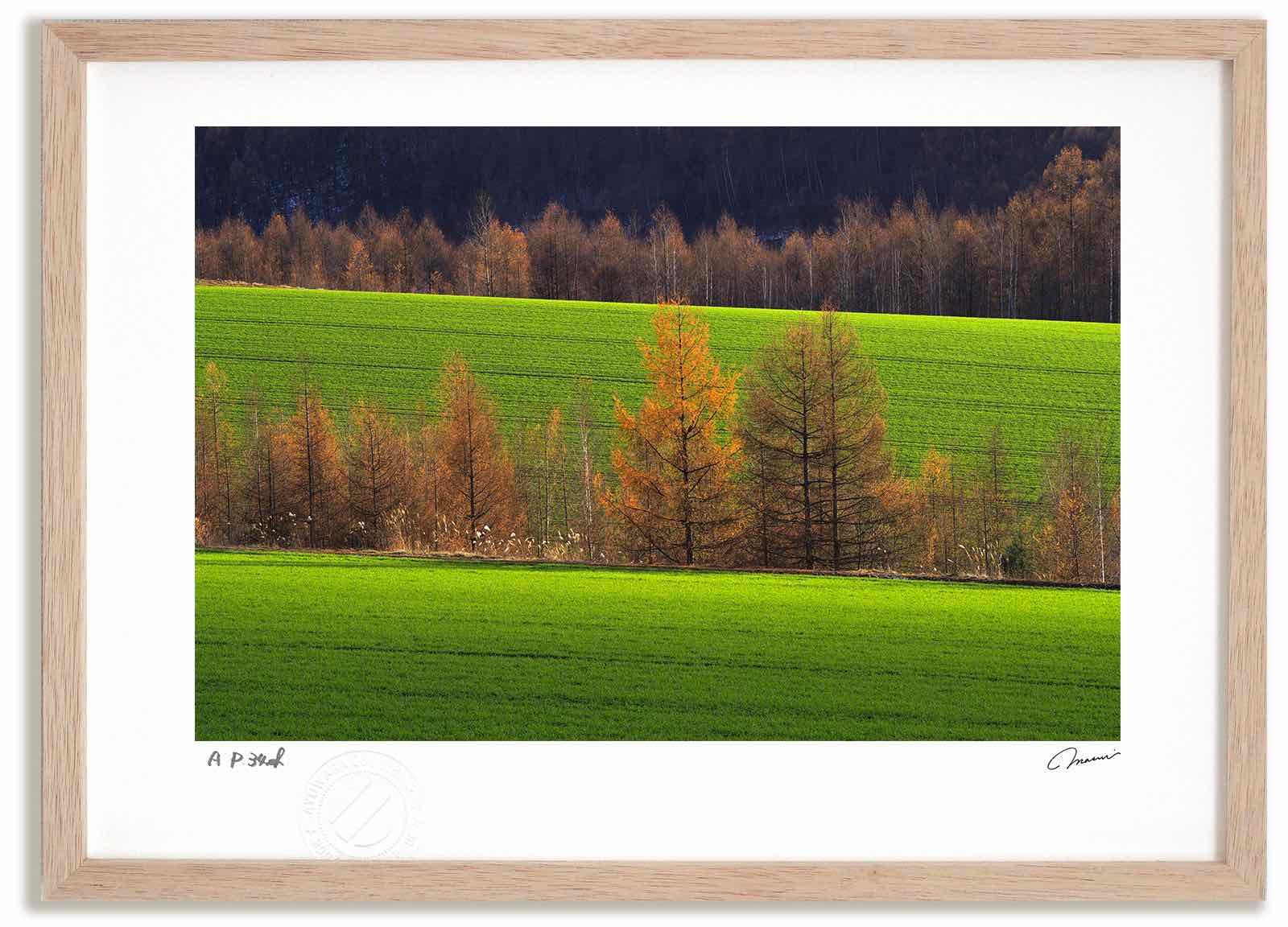 【スーパーSALE半額】アートフォト 絵画 カラマツの紅葉10 高橋真澄/インテリア 額入り 額装込 風景画 油絵 ポスター アート アートパネル リビング 玄...