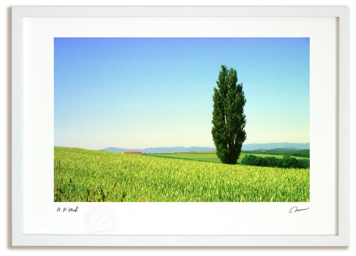 【スーパーSALE半額】アートフォト 絵画 北海道 富良野 美瑛 麦畑にポプラ/インテリア 額入り 額装込 風景画 油絵 ポスター アート アートパネル リビン...