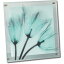 レントゲンフォト X RAY ガラス アート「ブルーライトチューリップ（Mサイズ）」 巣ごもり インテリア 壁掛け モダン おしゃれ 透き通った 写真 リビング ギフト 玄関 飾る プレゼント 御祝 ガラス プリント Mサイズ