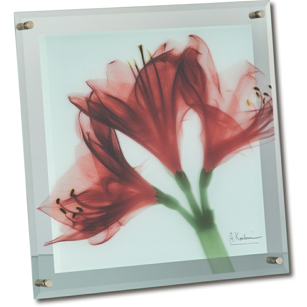 【スーパーSALE10%OFF】レントゲンフォト X RAY ガラス アート「アマリリス(Lサイズ)」 インテリア モダン 透き通った 写真 リビング ギフト ...
