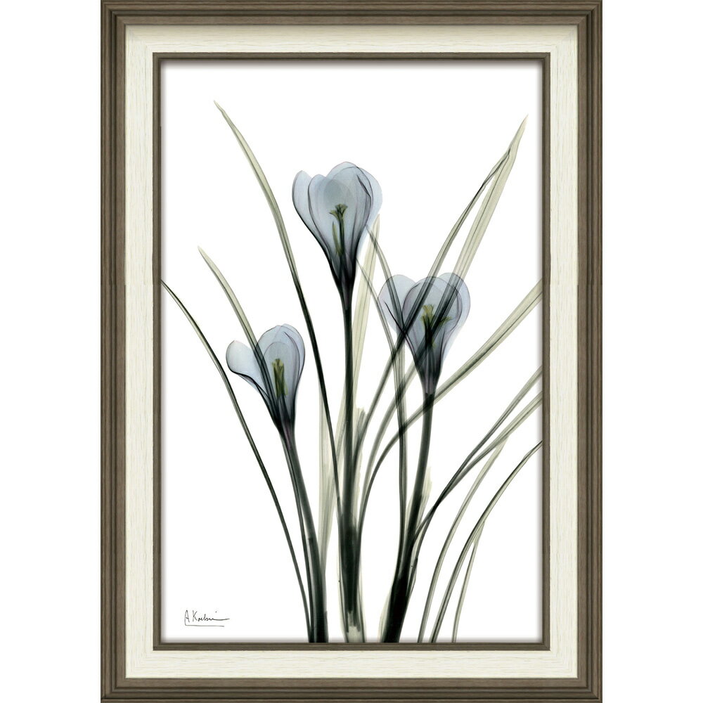 【スーパーSALE10%OFF】絵画 XRAYキャンバスアート「クロッカス(Mサイズ)」 レントゲンアート フレーム付き インテリア リビング 玄関 寝室 部屋...