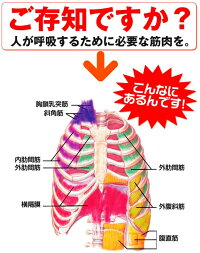 パワーブリーズプラス標準負荷グリーン◎即納します【あす楽対応エリア拡大!】(父)(敬)