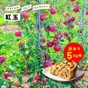 【5%オフクーポン配布中9月30日まで】発送9月24日からアップルパイ タルトタタン 作りにおすすめ 「紅玉5キロ箱訳あり品」 紅玉 ジョナサン 加工 生食 訳あり お買い得 格外 お菓子作り 送料無料 農林水産大臣賞 りんご 長野県産 安曇野 信州産 産地直送