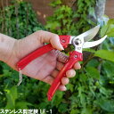 アルテシーマの育て方 剪定方法や植え替えのポイント 枯れる原因と対策や風水との関係も 植物の育て方や豆知識をお伝えするサイト アルテシーマの育て方 剪定方法や植え替えのポイント 枯れる原因と対策や風水との関係も 植物の育て方や豆知識をお伝えするサイト