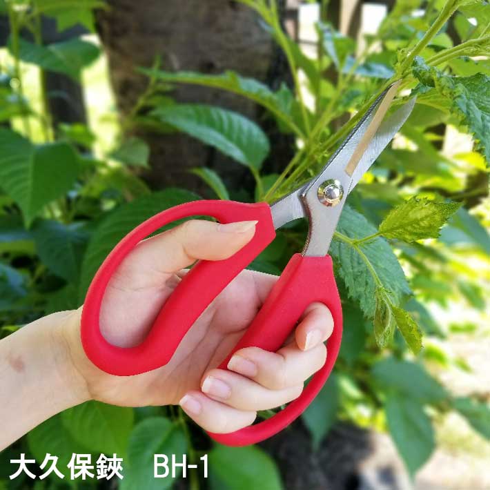 大久保鋏 BH-1 ( ガーデニング 剪定はさみ 剪定ハサミ 剪定バサミ 剪定ばさみ 生花用 花鋏 園芸用品 雑貨 雑貨 園芸ハサミ 剪定 ガーデニング用品 ハサミ はさみ 庭 植木鋏 植木ハサミ 花ばさみ 園芸はさみ ガーデン用品剪定 )