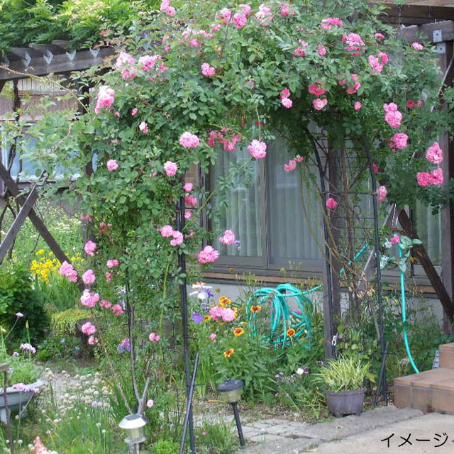 値引 フラワーアーチ エクセレント1g No210 バラアーチ ばら バラ アーチ 花 園芸用品 つるばら つるバラ つる薔薇 玄関 ガーデニング雑貨 フェンス ばらアーチ ローズアーチ エクステリア グッズ 薔薇アーチ ガーデンアーチ ガーデニング用品 庭 園芸 まとめ買い歓迎 値引 フラワーアーチ エクセレント1g No210 バラアーチ ばら バラ アーチ 花 園芸用品 つるばら つるバラ つる薔薇 玄関 ガーデニング雑貨 フェンス ばらアーチ ローズアーチ エクステリア グッズ 薔薇アーチ ガーデンアーチ ガーデニング用品 庭 園芸 まとめ買い歓迎